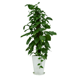 Ficus, or rubber tree