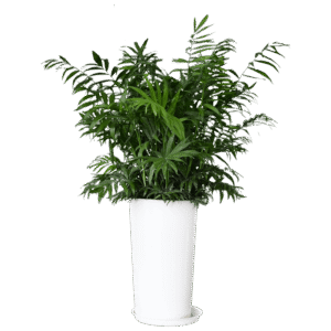 Chinese evergreen